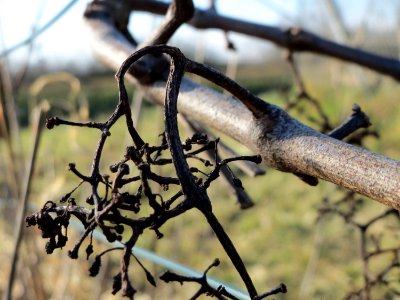 20150220Vitis_vinifera2