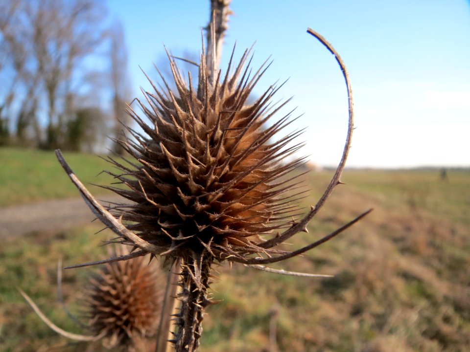 20150220Dipsacus_fullonum2