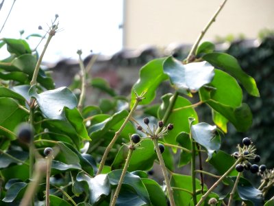 20150220Hedera_helix