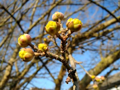 20150220Cornus_mas2