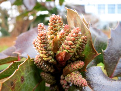 20150223Mahonia_aquifolium1