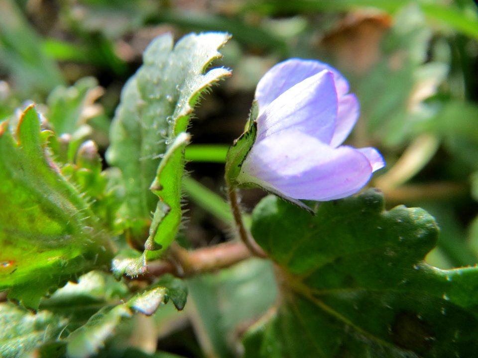 20150221Veronica_persica3