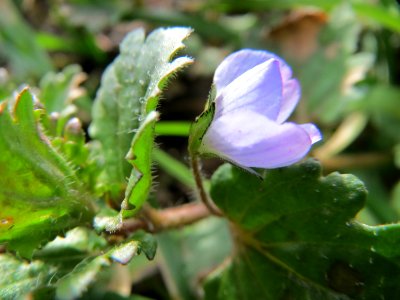 20150221Veronica_persica3