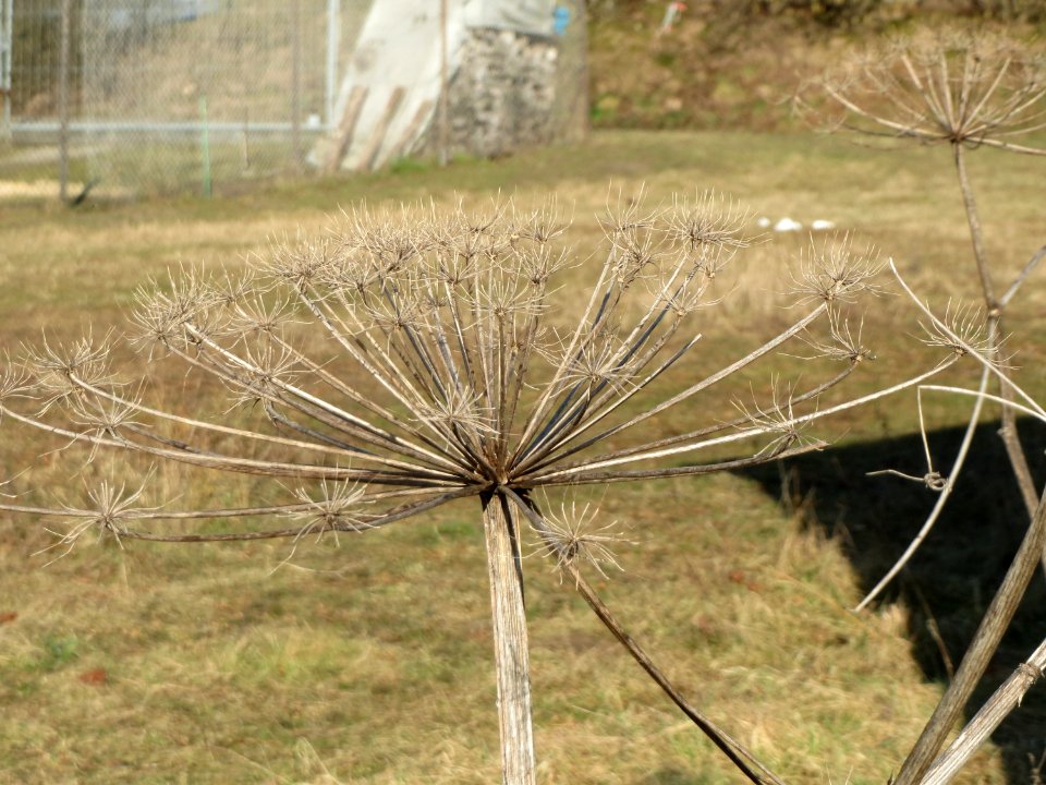 20150220Heracleum_mantegazzianum5