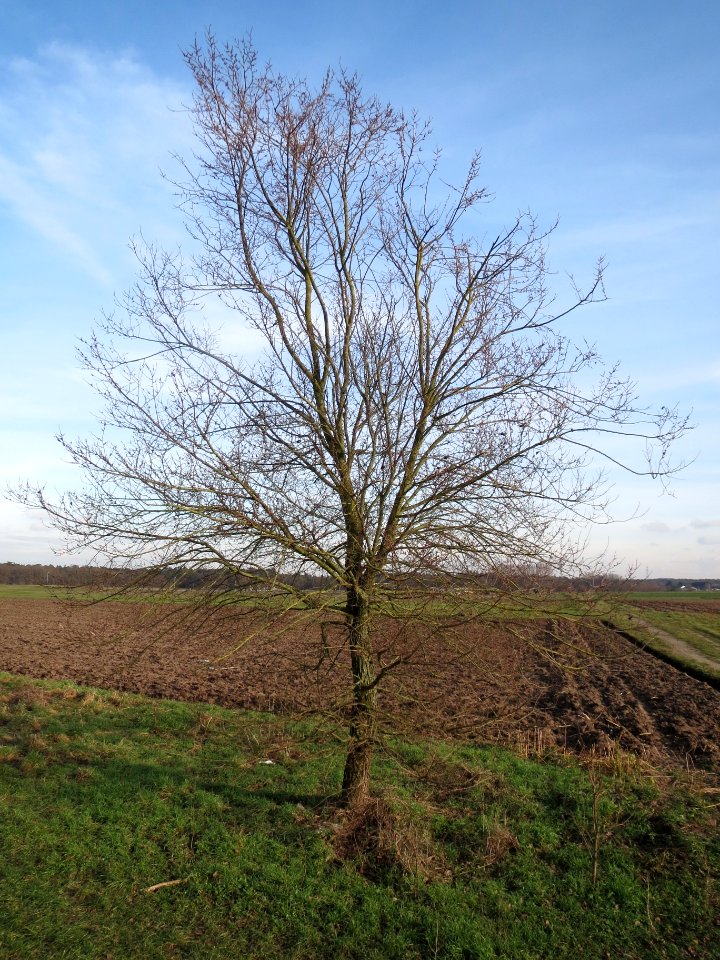 20150203Ulmus_minor02