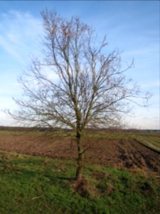20150203Ulmus_minor02