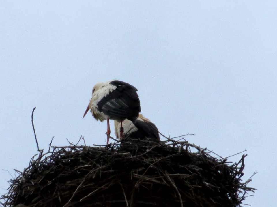 20150221Storchennest_Hockenheim2