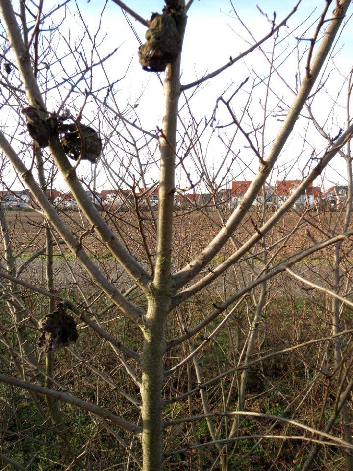 20150203Ulmus_minor16