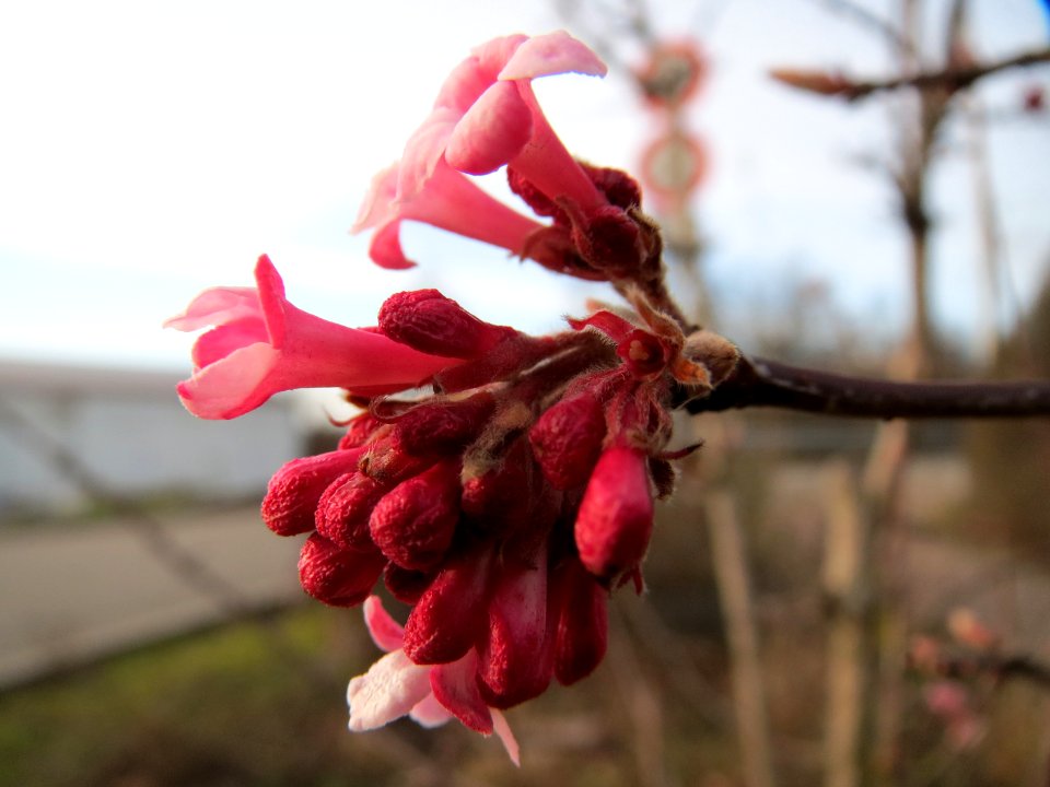 20150224Viburnum_x_bodnantense2