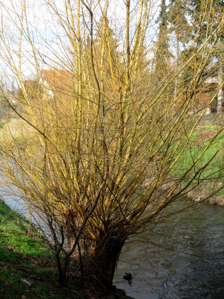20150220Salix_alba3