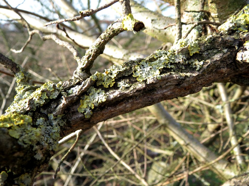 20150203Ulmus_minor15