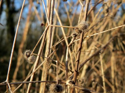 20150220Humulus_lupulus3