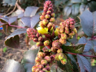20150224Mahonia_aquifolium3