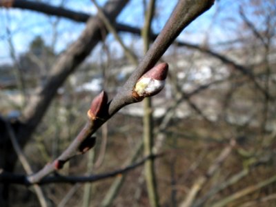 20150220Populus_tremula1