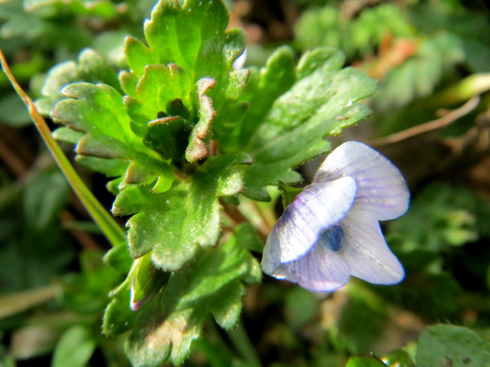 20150221Veronica_persica2
