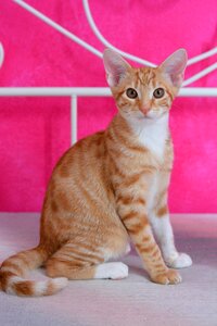 Red cat mackerel young cat