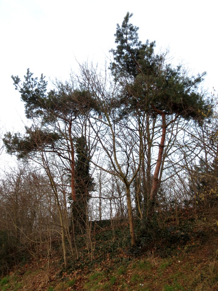 20150215Pinus_sylvestris1