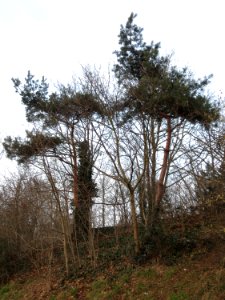 20150215Pinus_sylvestris1
