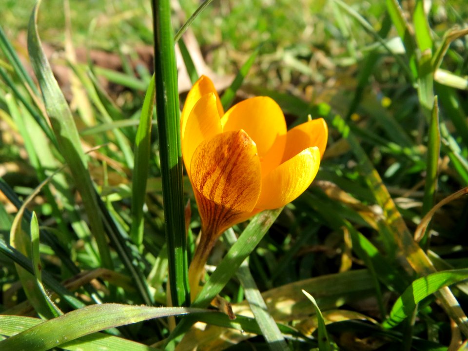 20150226Crocus_chrysanthus3
