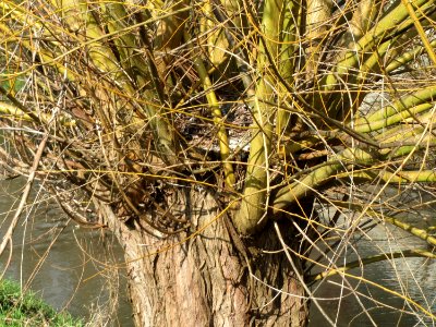 20150220Salix_alba7