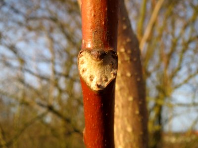 20150224Ailanthus_altissima4