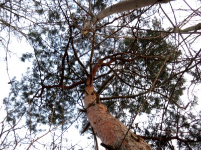 20150215Pinus_sylvestris3