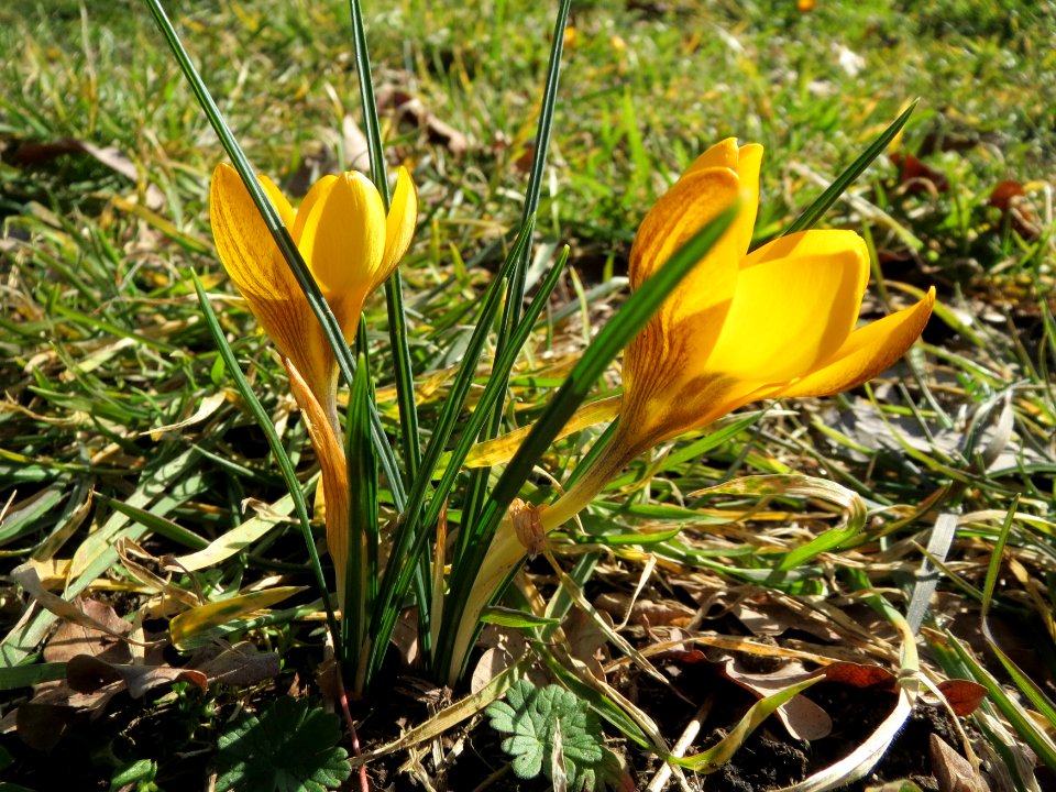 20150226Crocus_chrysanthus1