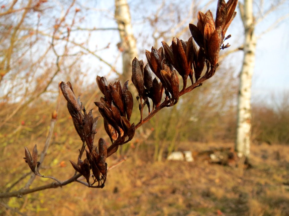20150224Syringa_vulgaris1