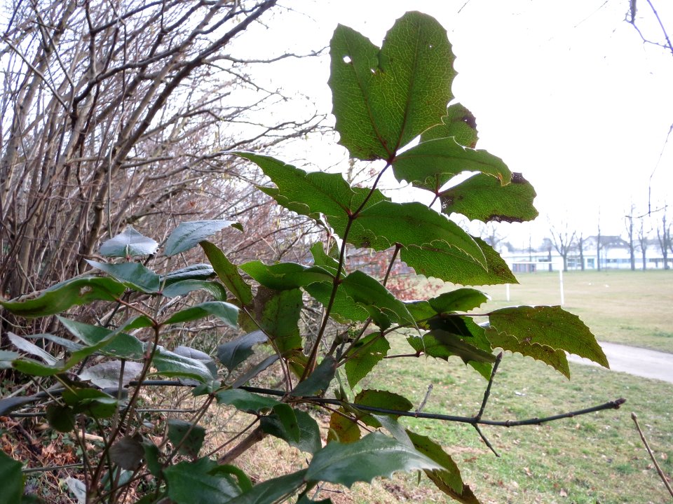 20150215Mahonia_aquifolium1