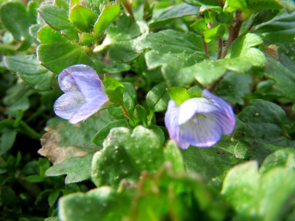 20150221Veronica_persica1