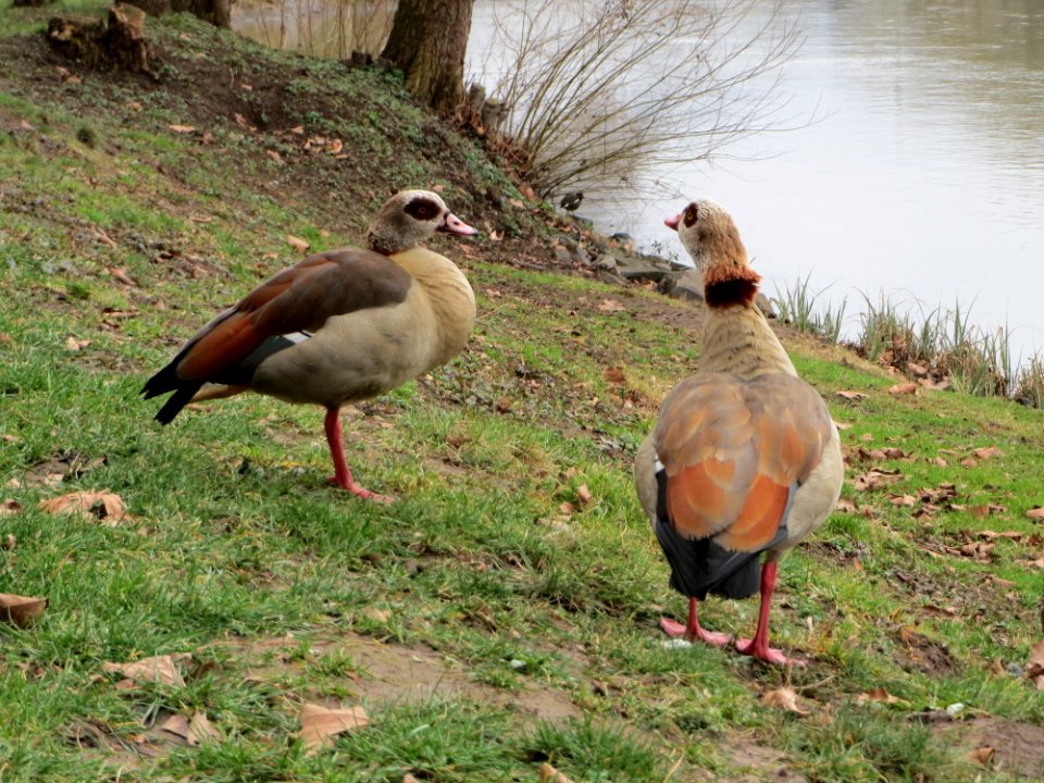 20150301Alopochen_aegyptiaca2