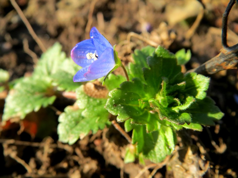 20150228Verionica_persica3