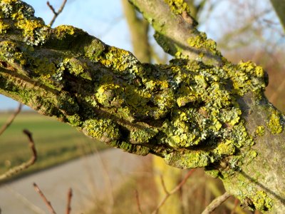 20150225Ulmus_minor5