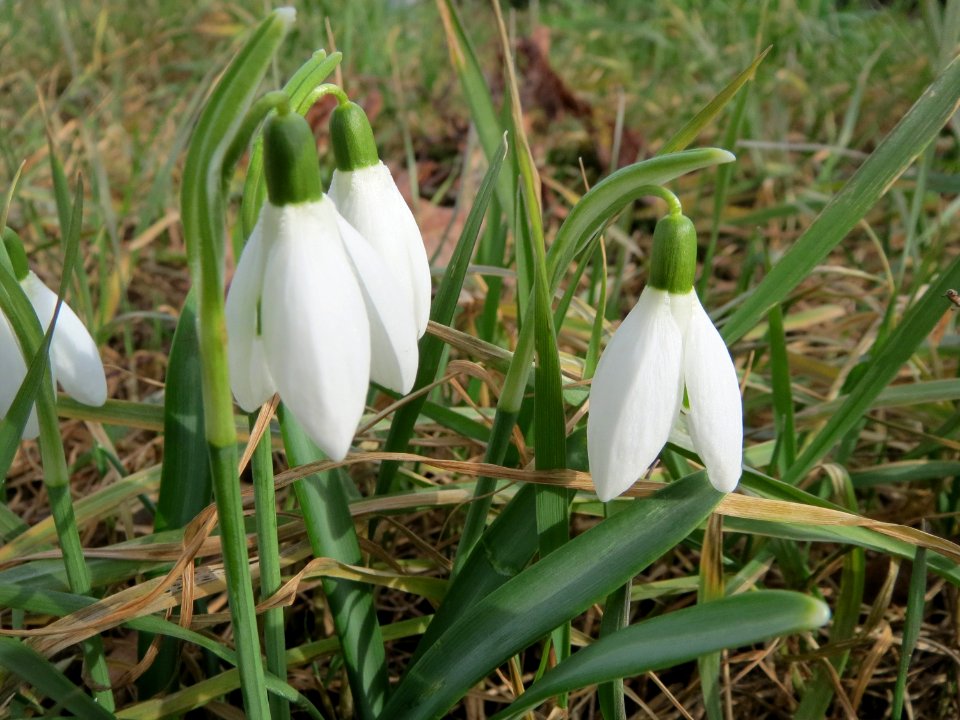 20150221Galanthus_nivalis3