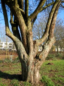 20150207Crataegus_monogyna1