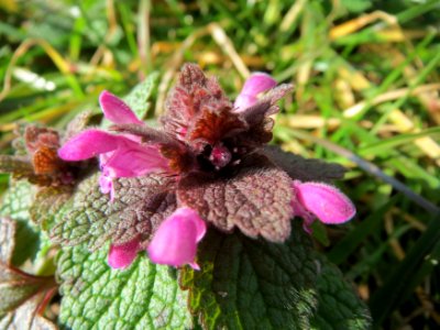 20150228Lamium_purpureum1