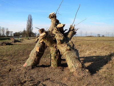 20150220Platanus_x_hispanica2