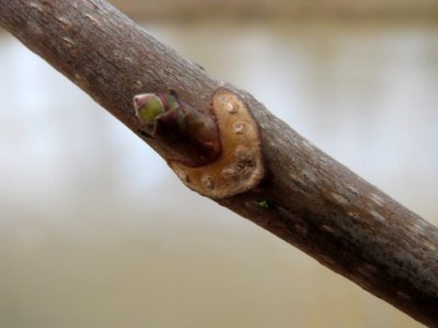 20150304Acer_pseudoplatanus3