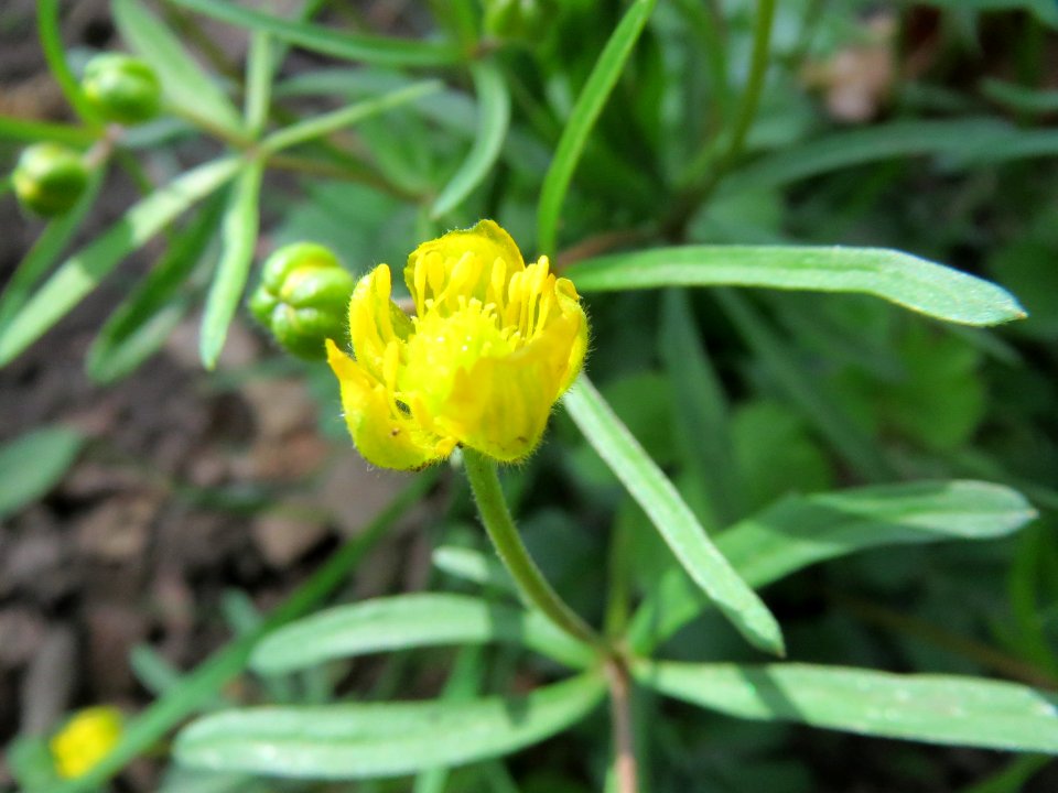 20150412Ranunculus_auricomus3