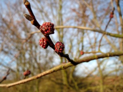20150225Ulmus_minor8