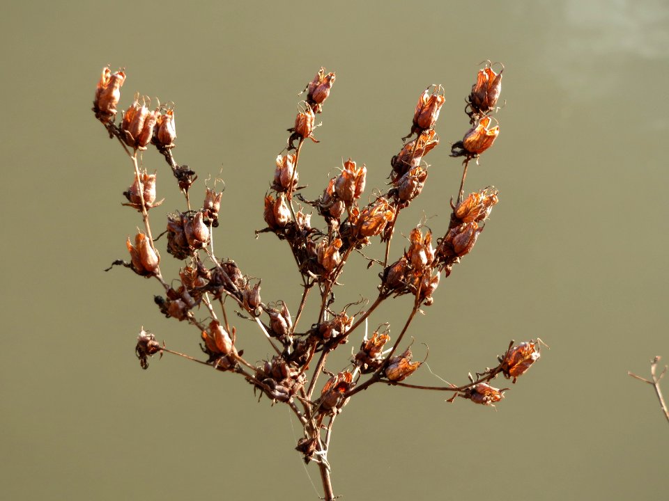 20150228Hypericum_perforatum