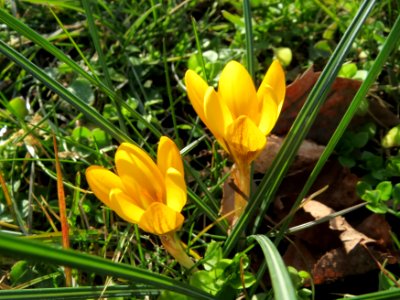 20150225Crocus_chrysanthus3