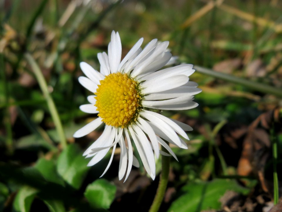 20150220Bellis_perennis1