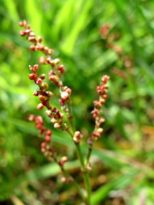 20150412Rumex_acetosella1