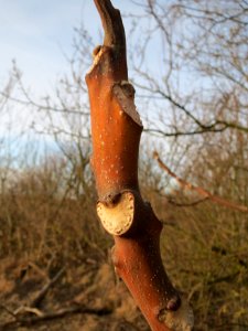 20150224Ailanthus_altissima1