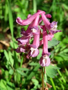20150412Corydalis_solida5