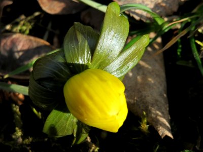 20150228Eranthis_hyemalis2