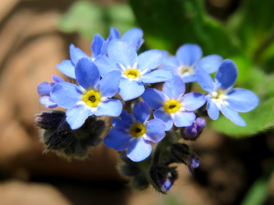 20150414Myosotis_sylvatica1