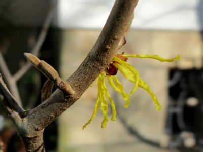 20150303Hamamelis_virginiana3
