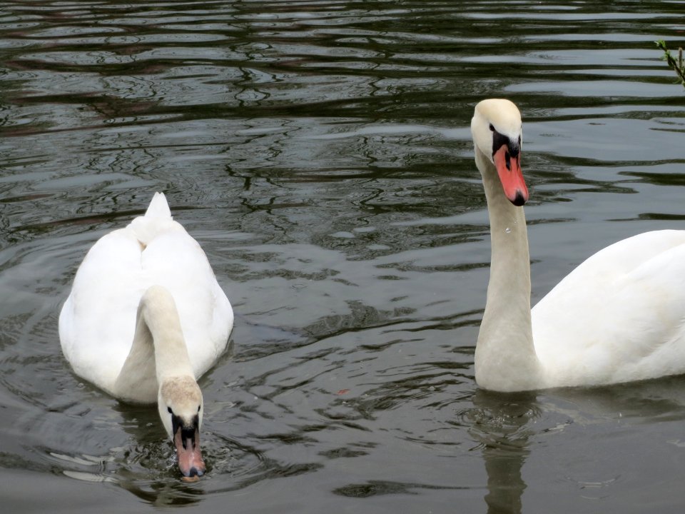 20150411Cygnus_olor3